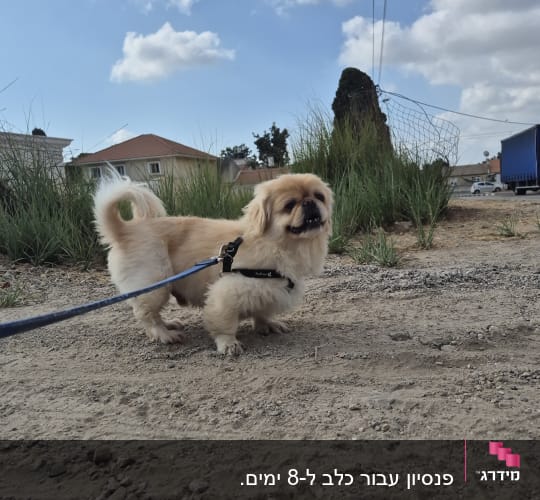 כלב קטן עם רצועה בטיול בחוץ